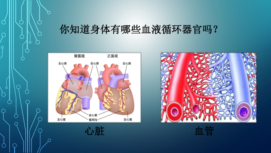 血液循环系统A.ppt_第2页