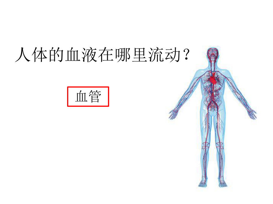 血流的管道血管ppt课件.pptx_第1页