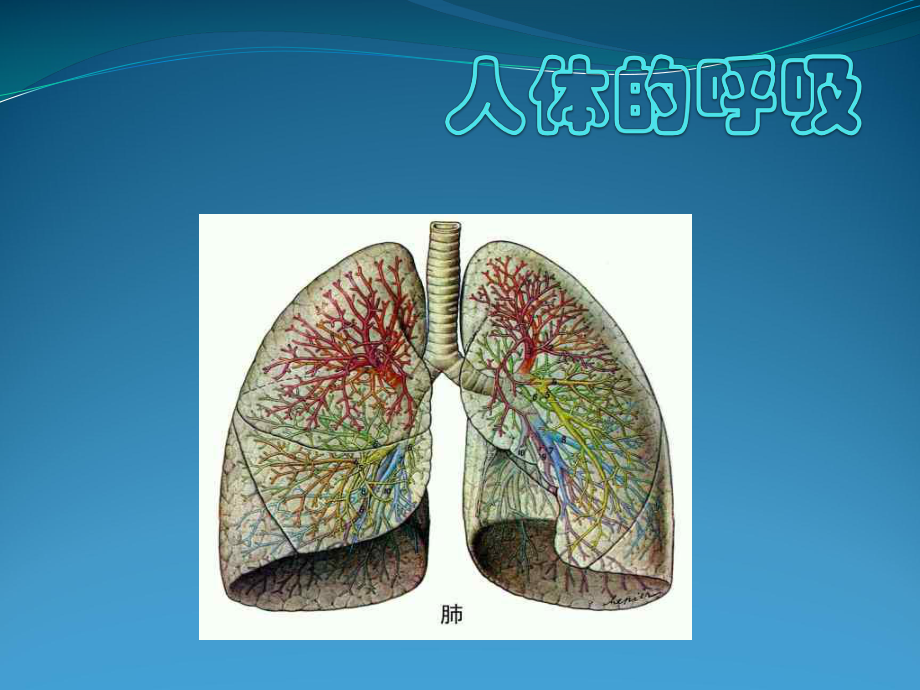 第二节人体的呼吸2.ppt_第1页