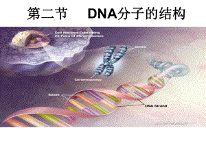 DNA分子的结构PPT课件.ppt