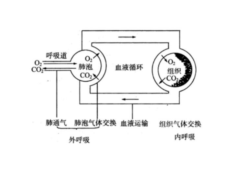 人体的呼吸复习.ppt_第2页