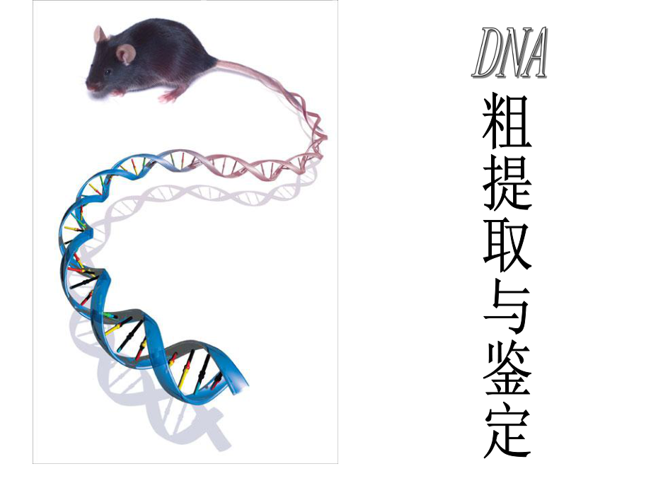 DNA的粗提取与鉴定PPT课件.ppt_第1页