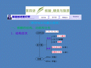 第四讲　核酸、糖类与脂质2.ppt