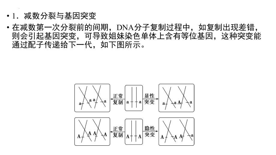 高中生物一轮复习微专题课件：减数分裂与可遗传变异的关系.pptx_第2页