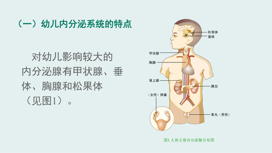 幼儿内分泌系统的特点和卫生保健ppt课件.pptx_第2页