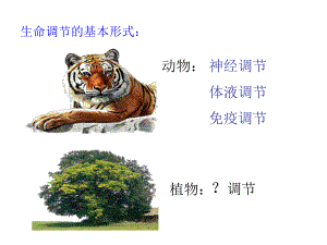 植物生长素的发现PPT课件.ppt