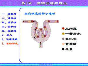 （说课）尿的形成与排出6.ppt