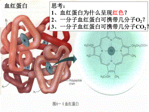 血红蛋白的提取和分离课件--高二下学期生物人教版选修1.pptx