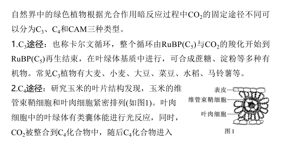 高三生物一轮复习课件：C3植物、C4植物和CAM植物.pptx_第2页