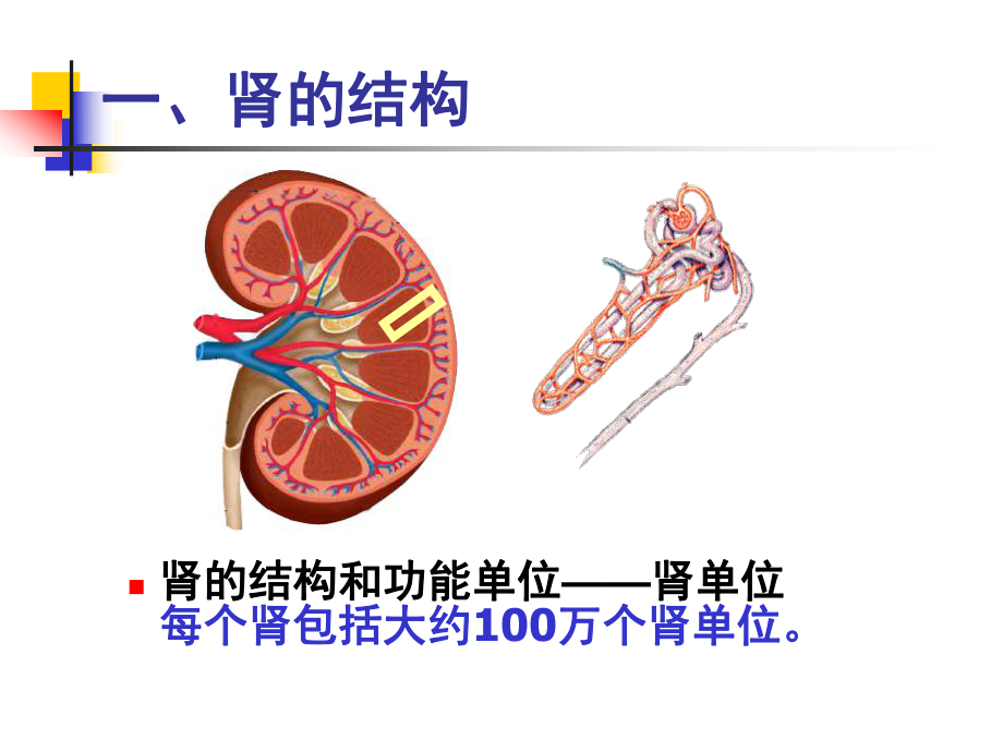 尿的形成和排出-用.ppt_第2页