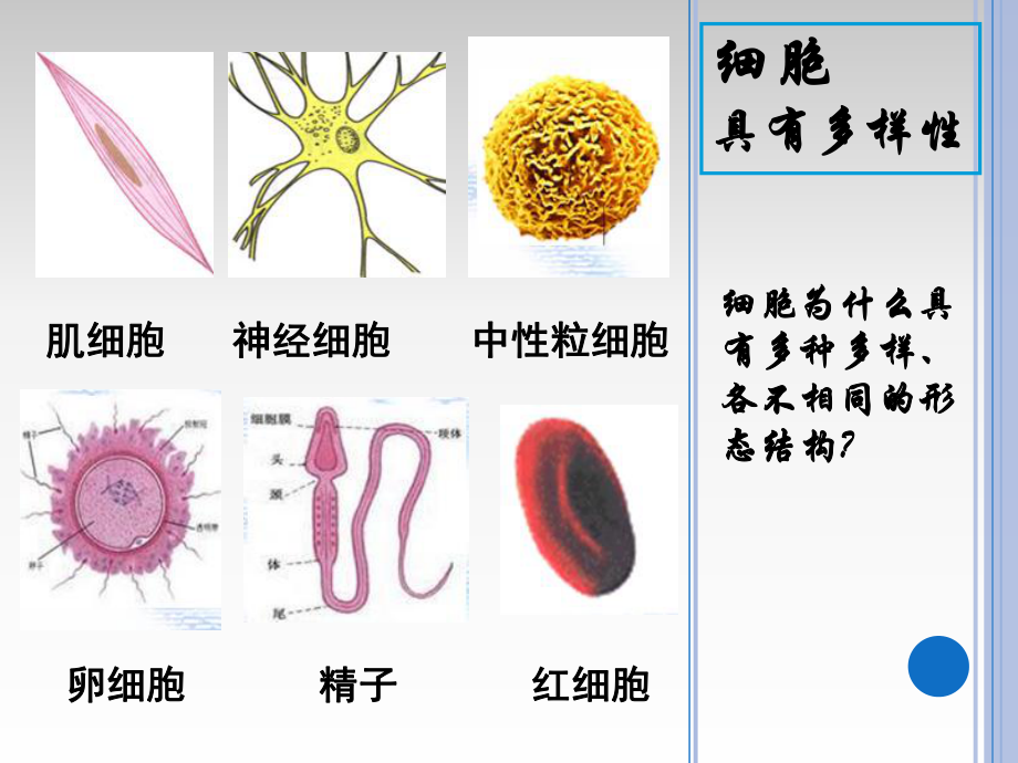 第二节《细胞的多样性和统一性.ppt_第2页