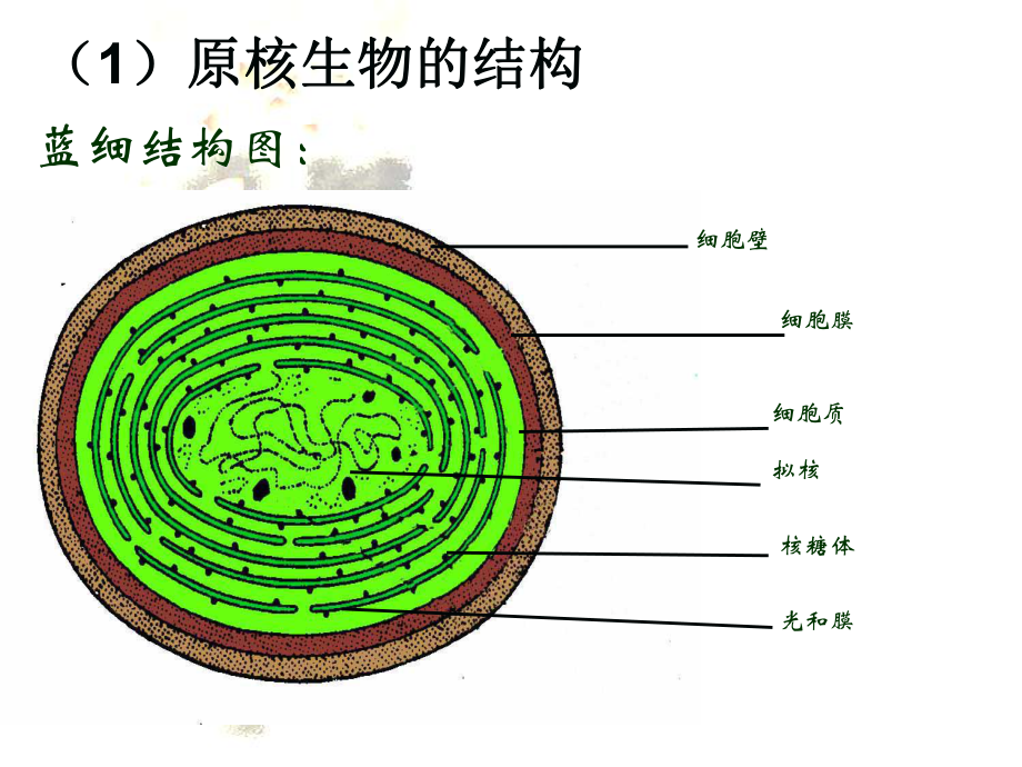 2013原核细胞与非细胞生物体.ppt_第2页