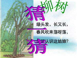 小学语文二年级上册小柳树和小枣树.ppt