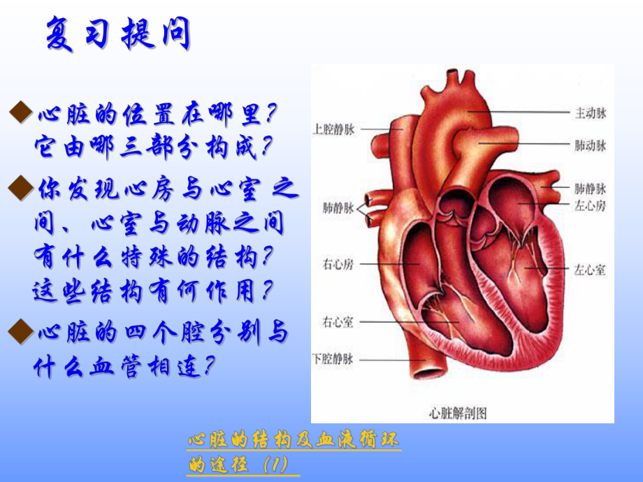 输送血液的泵心脏（第二课时）.ppt_第2页