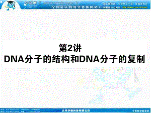 2013届高考新课标生物一轮复习课件：232DNA分子的结构和DNA分子的复制.ppt