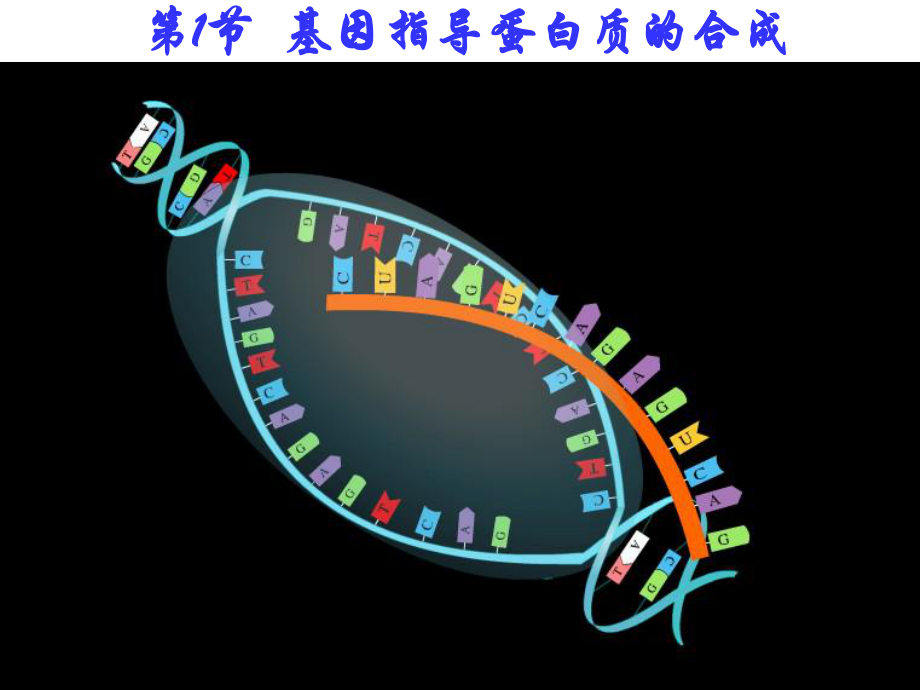 必修二第四章第一节--基因指导蛋白质的合成.ppt_第1页