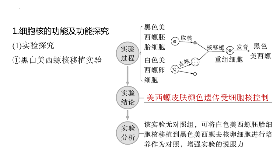 高三生物一轮复习课件：细胞核的结构和功能.pptx_第2页