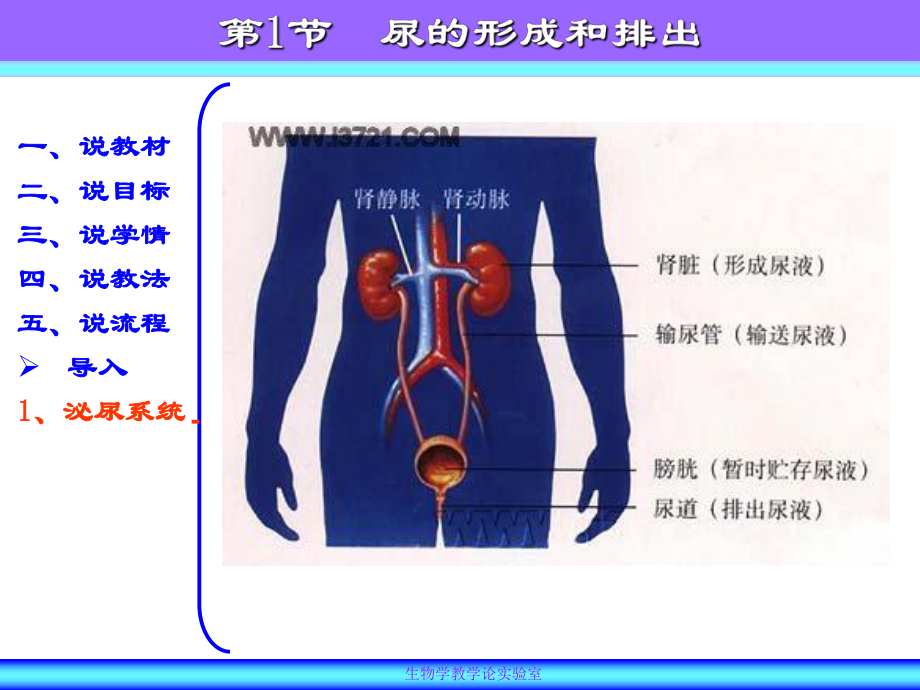 （说课）尿的形成与排出5.ppt_第1页