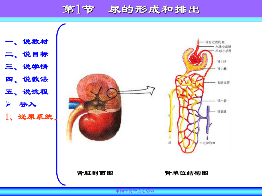 （说课）尿的形成与排出5.ppt_第2页