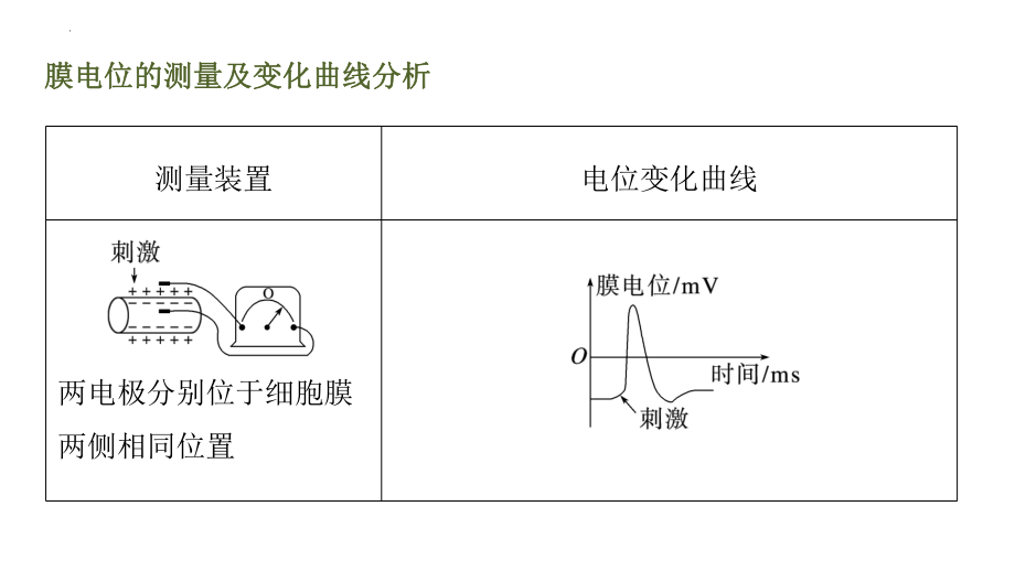 高三生物一轮复习课件：兴奋传导与传递的相关实验探究.pptx_第2页