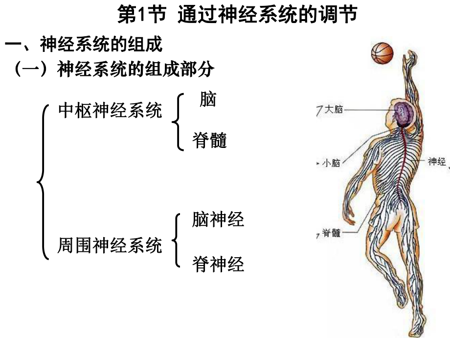 必修三第二章第一节---通过神经系统调节.ppt_第2页