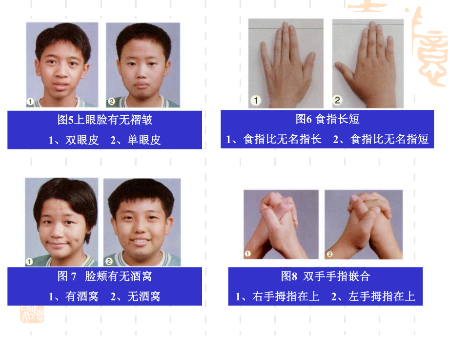 1[1][1]1孟德尔的豌豆杂交实验（一）.ppt_第2页