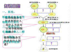 动物细胞融合与单克隆抗体的制备(精品).ppt