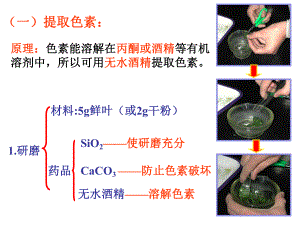 光合色素的提取与分离实验ppt课件.ppt