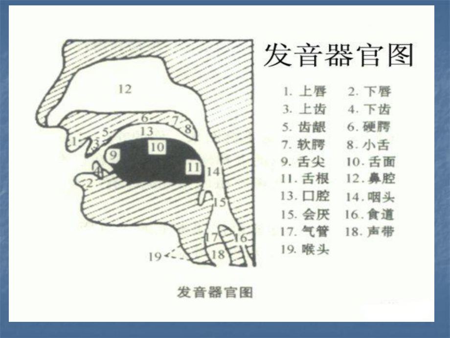 国际音标PPT课件.ppt_第2页