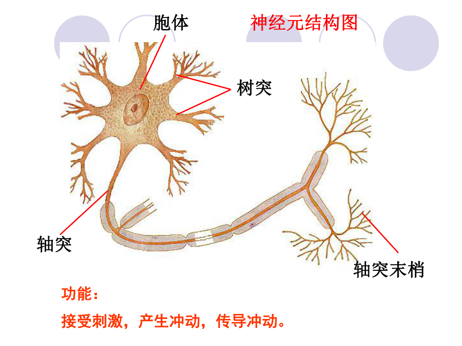 神经系统与神经调节(第二课时).ppt_第2页