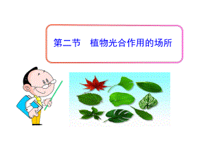 第二节植物光合作用的场所.ppt