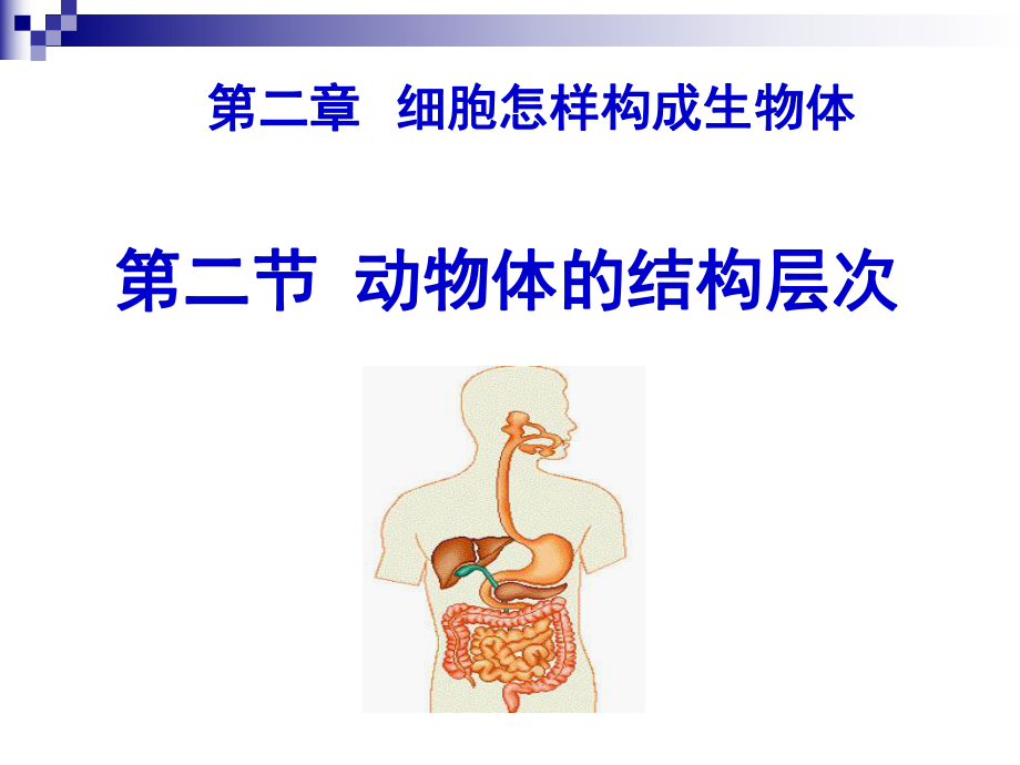 动物体的结构层次 (3).ppt_第1页