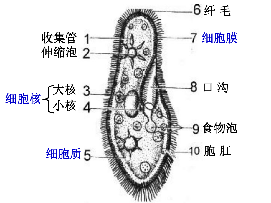 刘晶晶：细胞是生命活动的基本单位.ppt_第1页