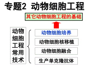 动物细胞培养ppt课件.ppt