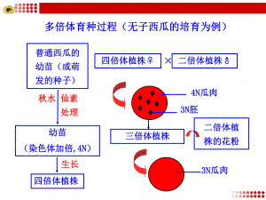 多倍体育种过程(无子西瓜的培育为例)ppt课件.ppt