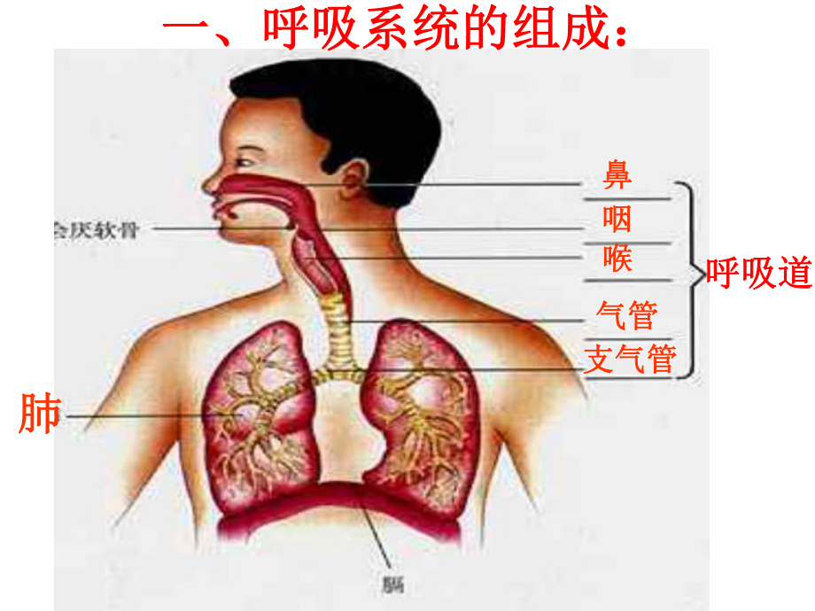 人体的呼吸复习总结PPT课件.ppt_第2页