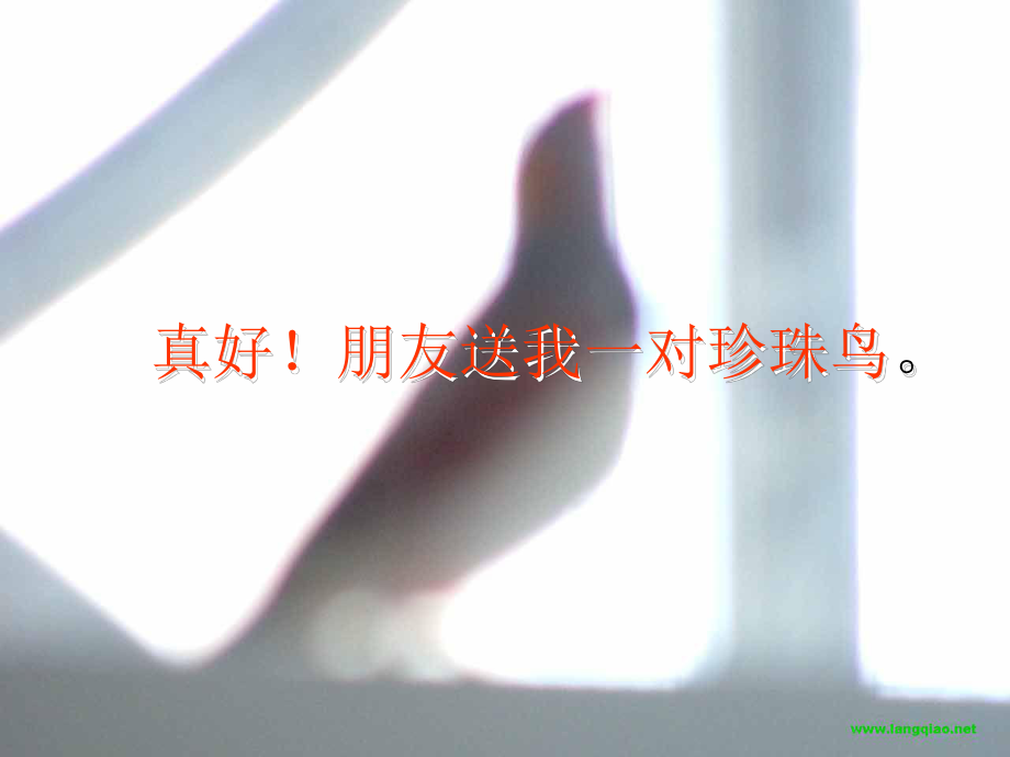 苏教版四年级珍珠鸟.ppt_第2页