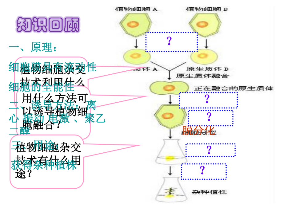 动物细胞融合和单克隆抗体的制备PPT课件.ppt_第1页