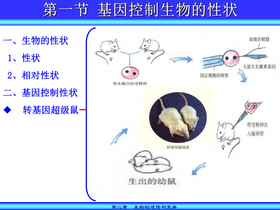 第二章生物的遗传与变异4.ppt_第1页