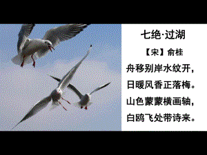 21、老人和海鸥.ppt