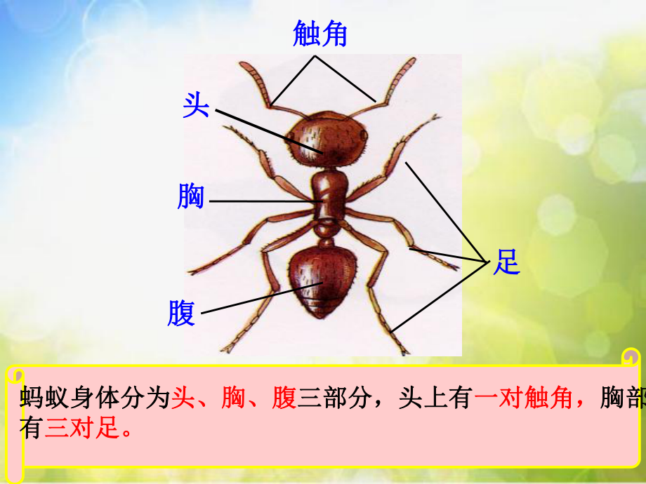 小学二年级上册音乐-3蚂蚁-西师大版(6张)ppt课件.ppt_第2页