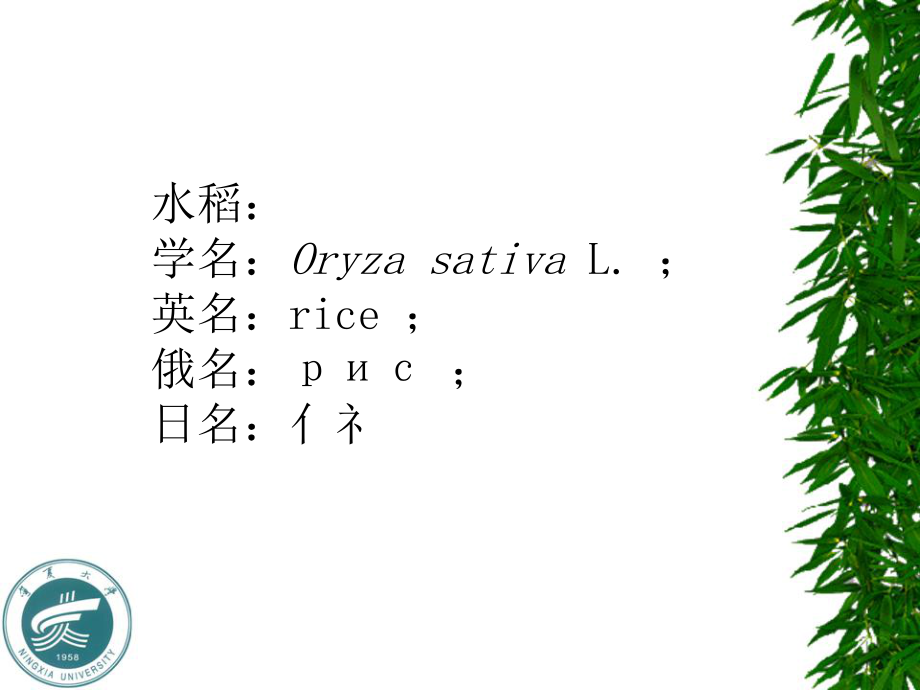 作物栽培学水稻课件.ppt_第2页