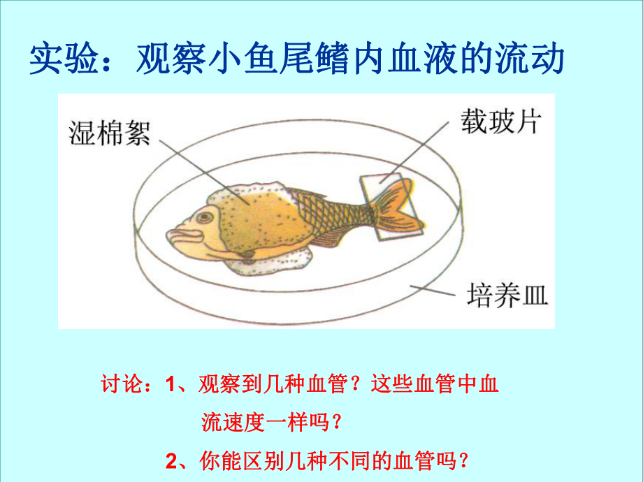 血流的管道-血管(完整版)ppt课件.ppt_第2页