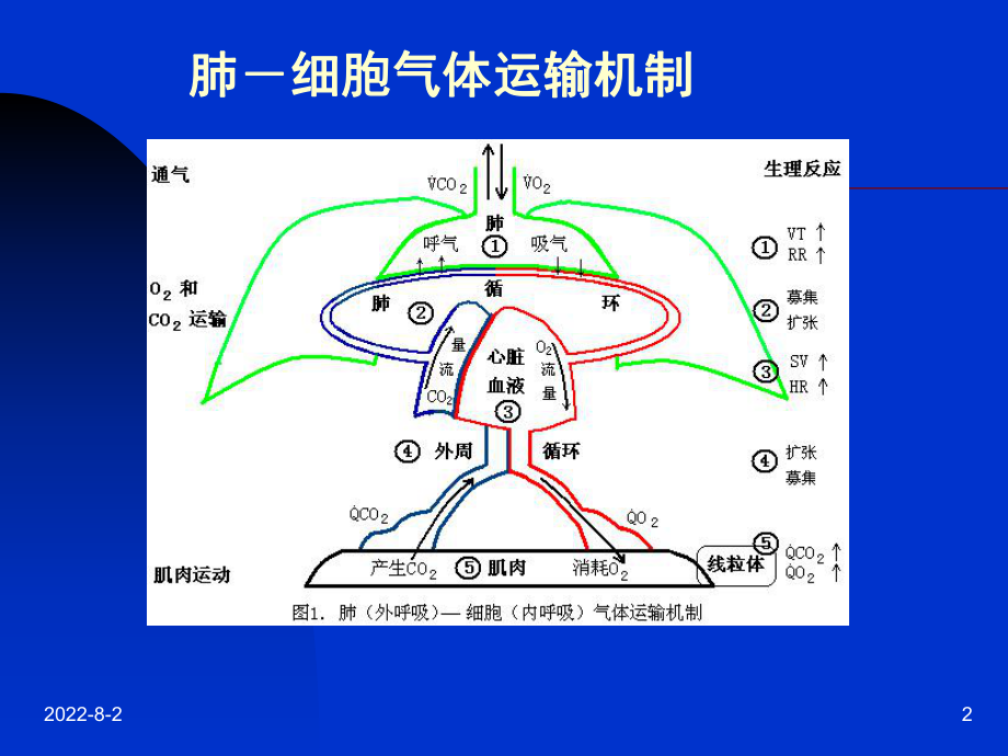 运动心肺功能测定(简)ppt课件.ppt_第2页