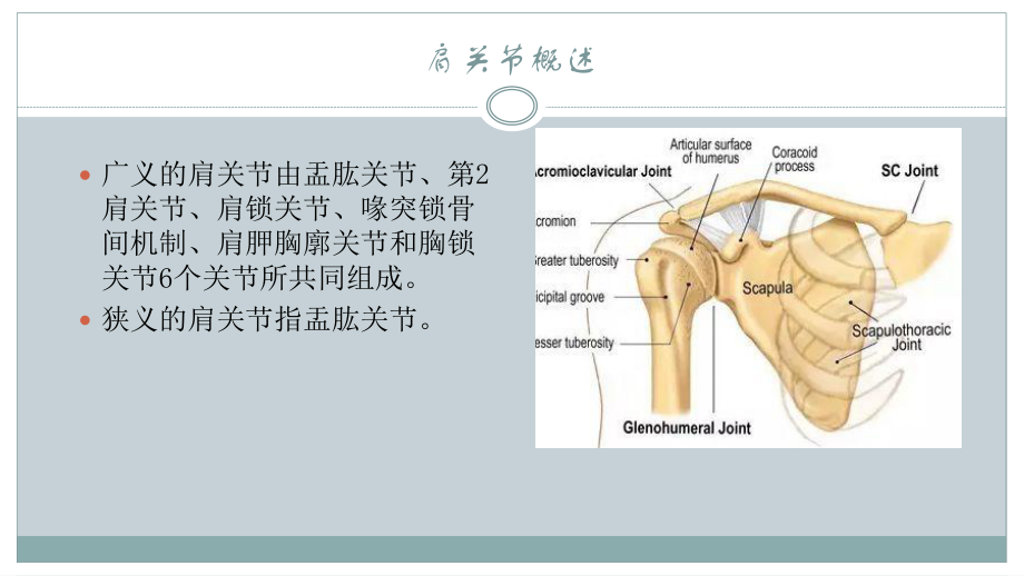 肩关节运动解剖ppt课件.pptx_第2页