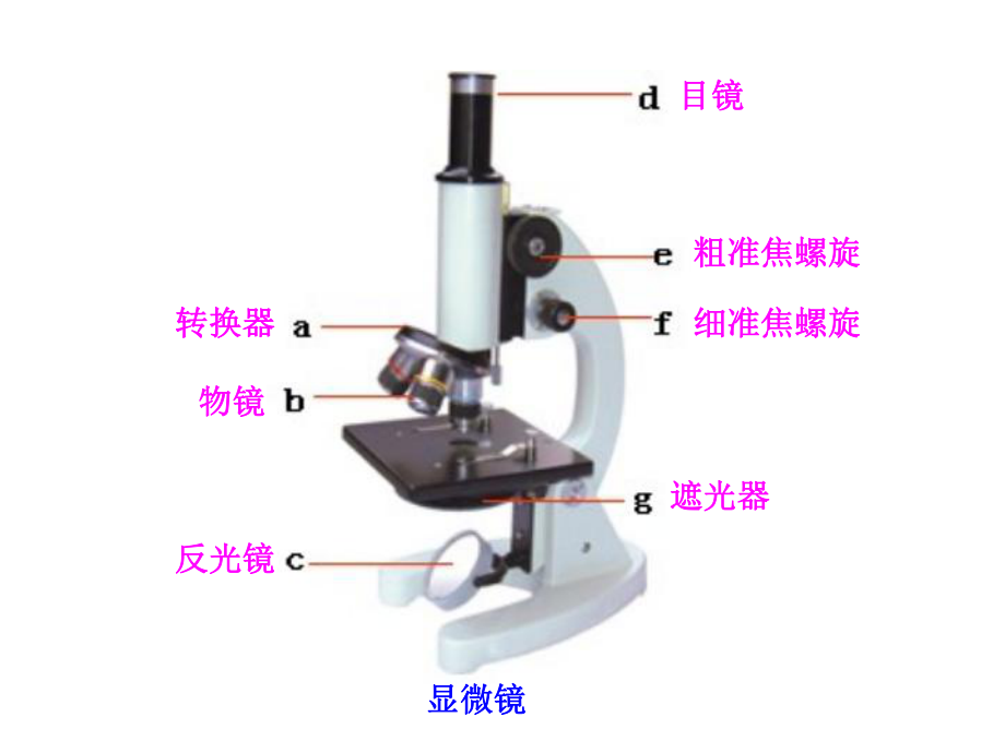 初中生物重点图集ppt课件.pptx_第1页