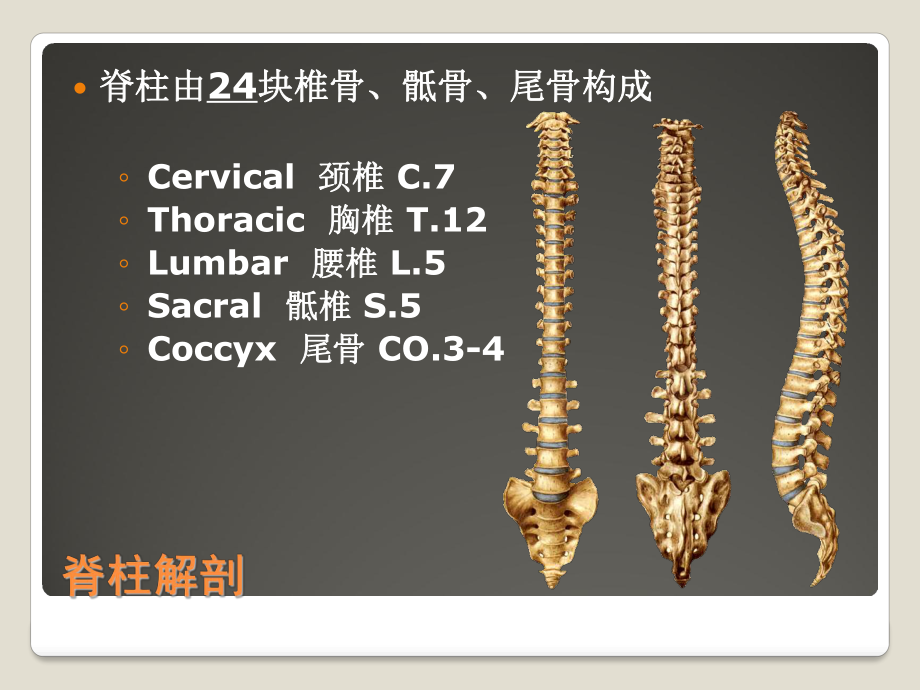 脊柱解剖基础与阅片ppt课件.ppt_第2页