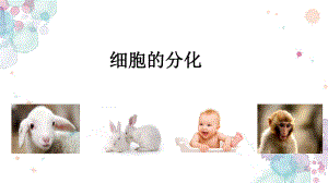 细胞的分化ppt课件.pptx