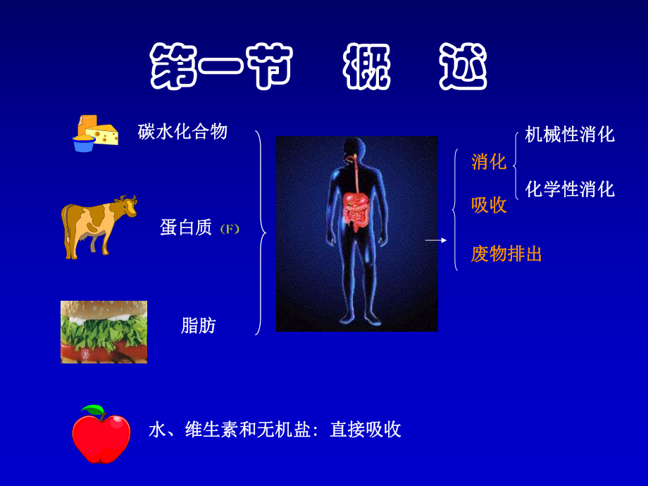 生理学——消化系统ppt课件.ppt_第2页