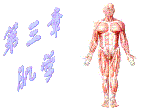 运动解剖学(肌学)ppt课件.ppt